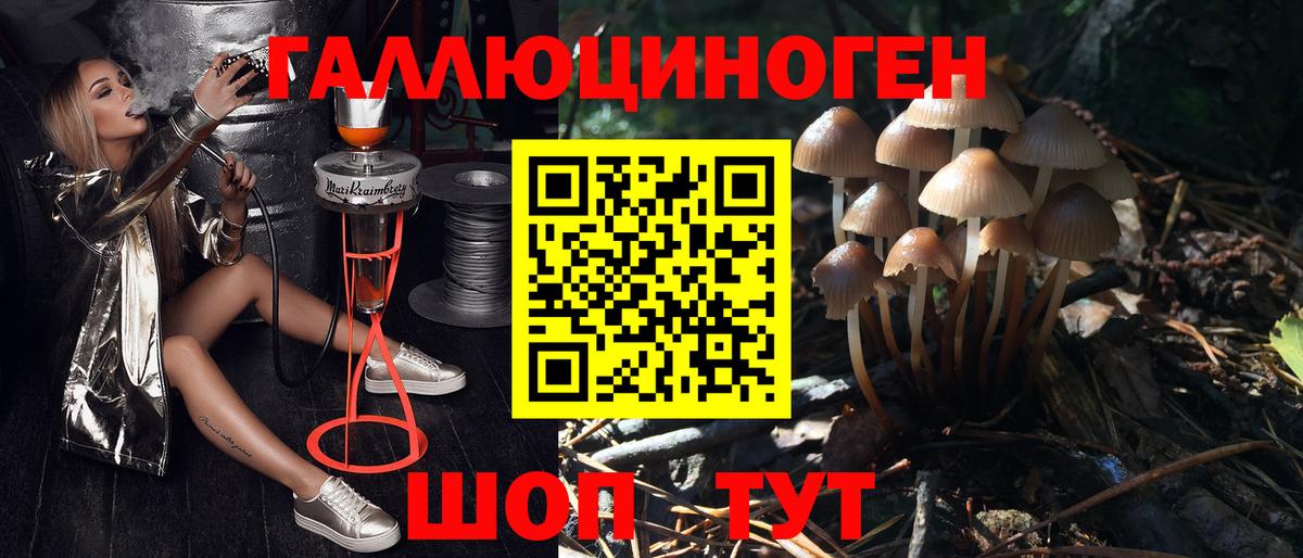 Черкесск  Псилоцибиновые грибы мицелий  Псилоцибиновые грибы прущие грибы  Вход с VPN 
